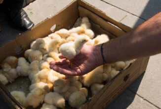 Spring Chicken Breed Directory